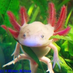 Bilder - Axolotl von A-Z