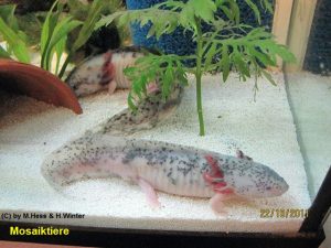 Bilder - Axolotl von A-Z