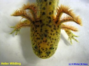 Bilder - Axolotl von A-Z