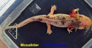 Bilder - Axolotl von A-Z