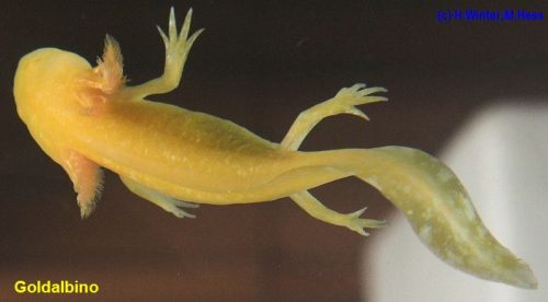 Bilder - Axolotl von A-Z