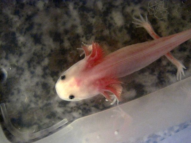 Verkauf - Axolotl von A-Z