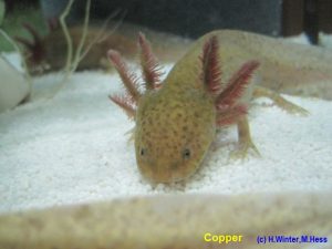 Bilder - Axolotl von A-Z